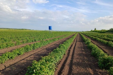 У Бугринській громаді збільшено площу органічної малини